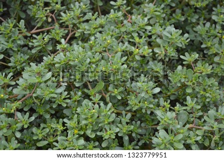 Portulaca oleracea. Purslane. Field. Growing. Agriculture. Weeds. Useful plant. Medicinal plant. Thick green leaves. Horizontal