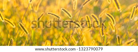 Summer medow nature background In warm seasonal colors , banner