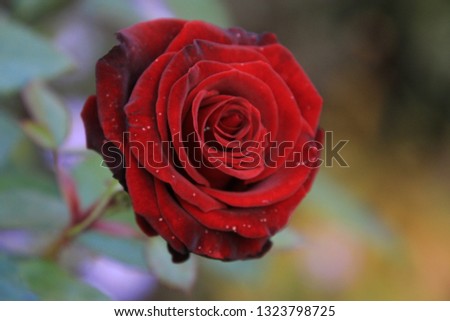 beautiful burgundy rose in the garden