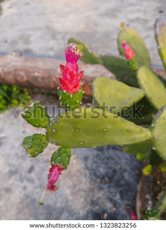 the Cactus flower