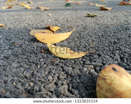 Autumn leaves on the floor