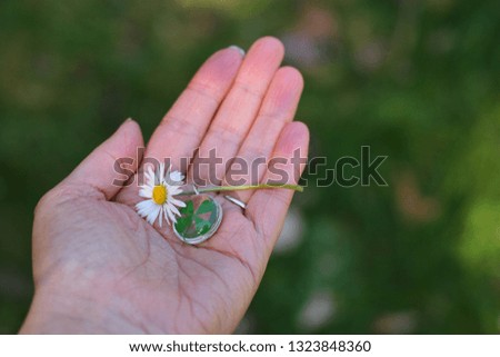 Hand holding shamrock good luck four leaf clover with a daisy