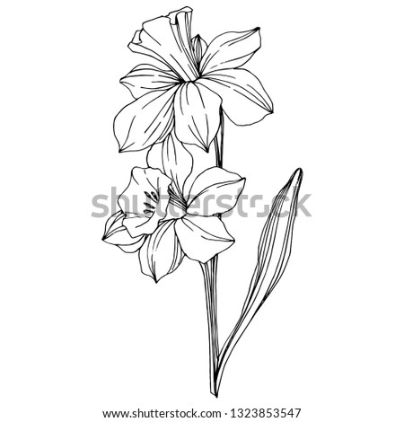 Vector Narcissus floral botanical flower. Wild spring leaf wildflower isolated. Black and white engraved ink art. Isolated narcissus illustration element.