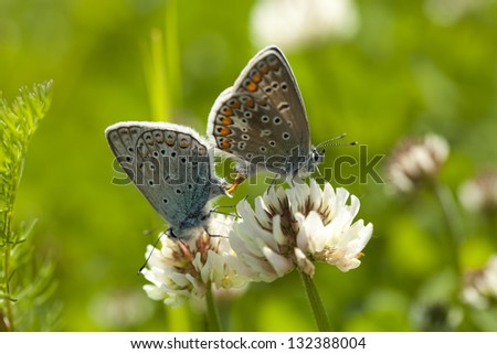 two butterfly sit on white clover on meadow