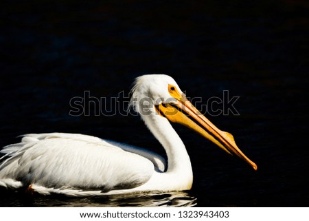 White pelican isolated in high contrast color picture 
