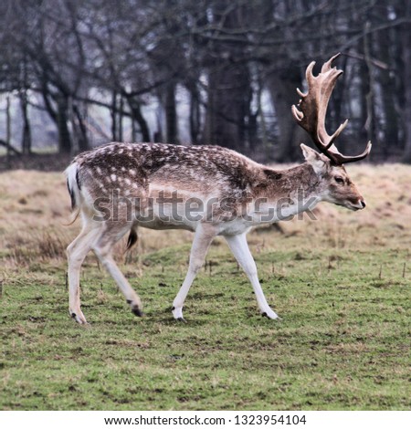 A picture of a Fallow Deer in Shropshire
