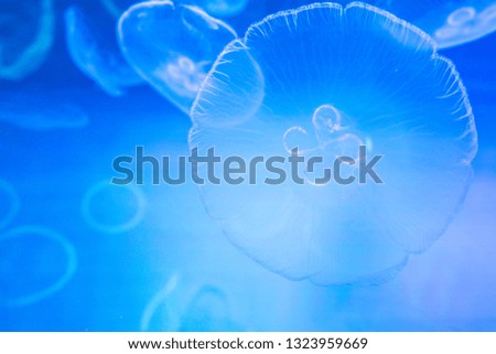 Small jellyfish in a decorative aquarium with blue backlight.