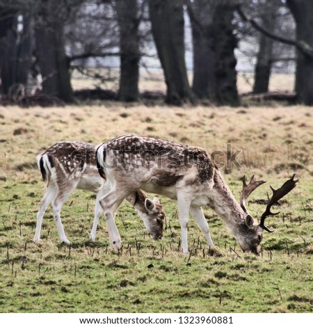A picture of some Fallow Deer in Shropshire