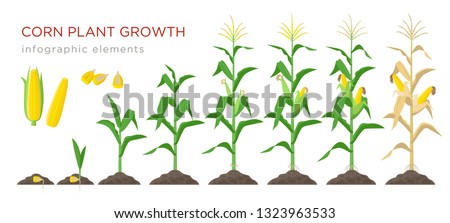 Corn growing stages vector illustration in flat design. Planting process of corn plant. Maize growth from grain to flowering and fruit-bearing plant isolated on white background. Ripe corn and grains Royalty-Free Stock Photo #1323963533