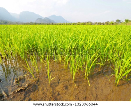 Green rice field in Thailand.