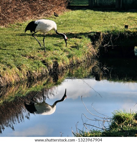 A picture of a Red Crowned Crane with reflection
