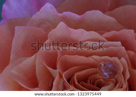 Close up of a pink rose blossom. Only petals. Macro photography, selective focus on the water drop, rest intentionally blurred.