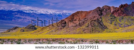 Wildflower bloom in spring (March 2005), Death Valley National Park, California Royalty-Free Stock Photo #132399011