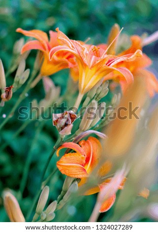 Blossoming hemerocallis in orchard. Colorful flowers lilies and buds in summer time. Nature wallpaper blurry background. 