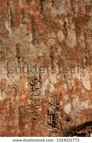 black-white-red, striped and cracked, natural texture of birch bark background of russian birch