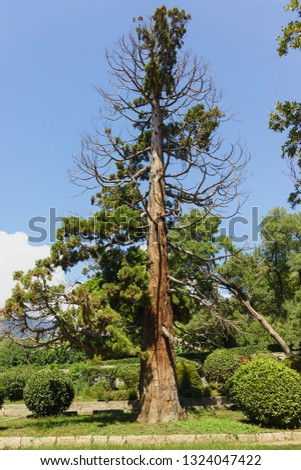 Old damaged juniper grows in the city Park of Alupka. Park alley of Vorontsov Palace