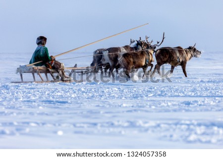 Yamal, open area, tundra,The extreme north,  Races on reindeer sled in the Reindeer Herder's Day on Yamal, Royalty-Free Stock Photo #1324057358