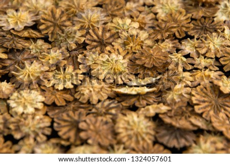 Natural background: pieces of dry poppy plants on a black plate, close. short focus