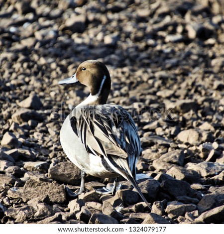 A picture of a Pintail Duck