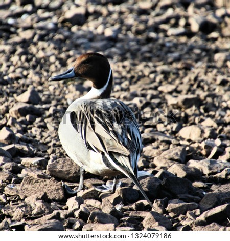 A picture of a Pintail Duck