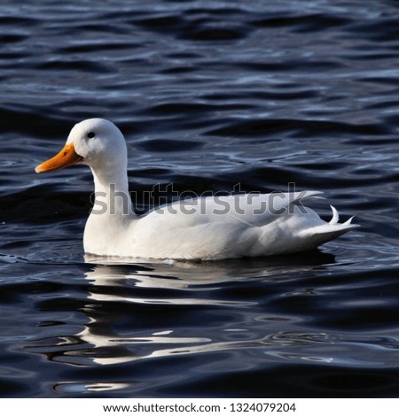 A picture of a White Duck on the water