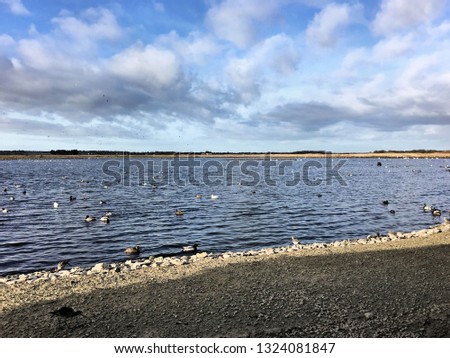 A picture of some Ducks and Geese at Martin Mere