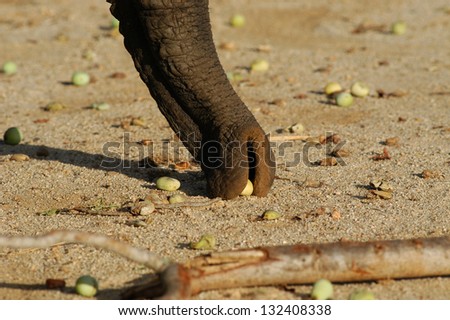 Photos of Africa, African Elephant