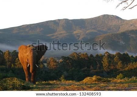 Photos of Africa, African Elephants