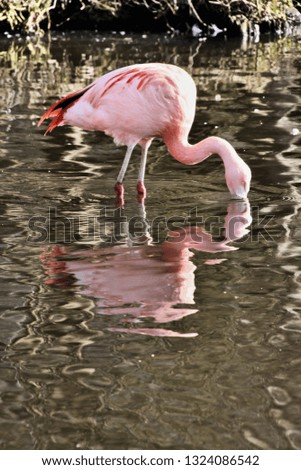 A picture of a Flamingo with reflection