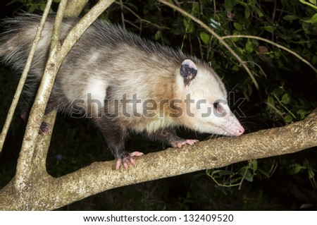Virginia opossum (Didelphis virginiana) during a night hunt