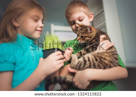 funny boy and girl 6-7 years old feed striped kitten grass
