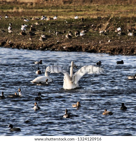 A picture of a groupd of Whooper Swans at Martin Mere