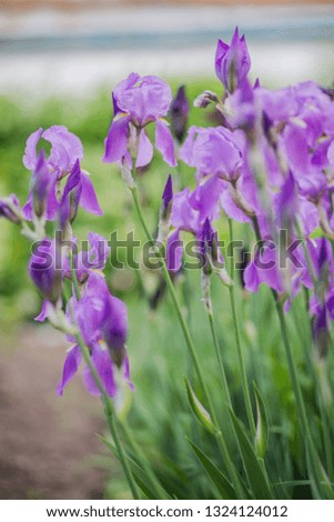 Violet iris flowers closeup on green garden background. Sunny day. Lot of irises. Large cultivated flowerd of bearded iris Iris germanica . violet iris flowers are growing in garden