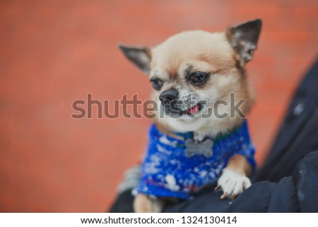 little brown chihuahua in the arms of a man in a blue jumpsuit in winter
