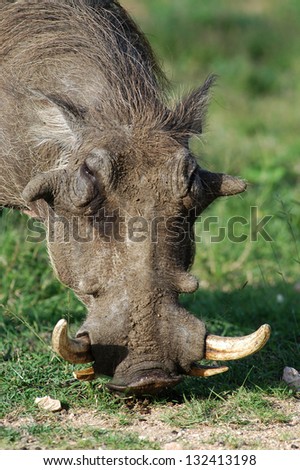 Photos of Africa, Warthog