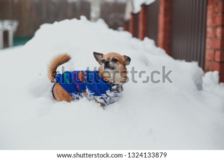 little brown chihuahua in blue jumpsuit walks in the winter in the snow