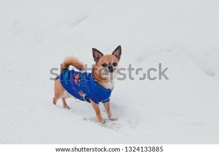little brown chihuahua in blue jumpsuit walks in the winter in the snow