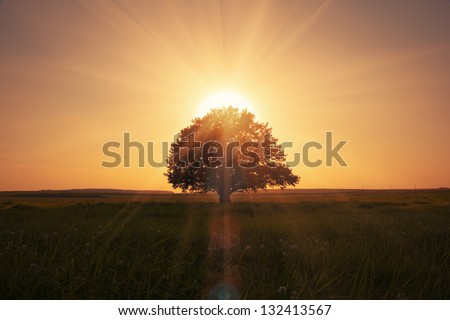 magical sunrise with tree Royalty-Free Stock Photo #132413567