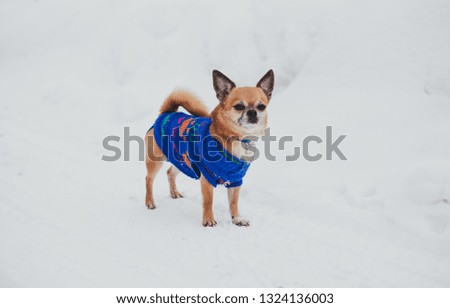 little brown chihuahua in blue jumpsuit walks in the winter in the snow
