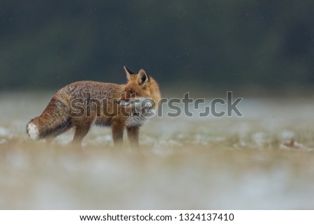 cute little fox running in snowy meadow in snowfall with snowlakes on its fur