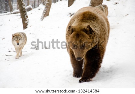 Wolf and bear is walking. Royalty-Free Stock Photo #132414584