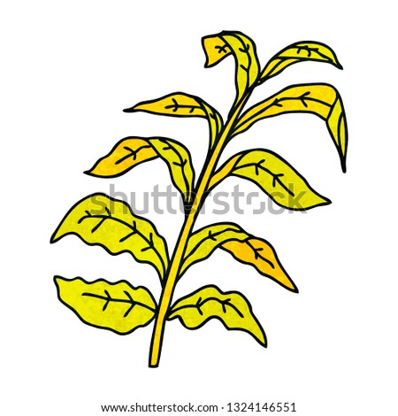 hand drawn quirky cartoon corn leaves