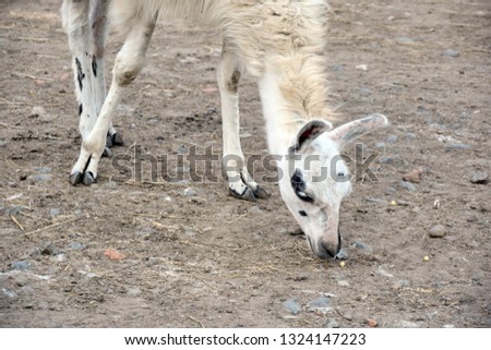 Lama Glama Eating Head Stock Photo