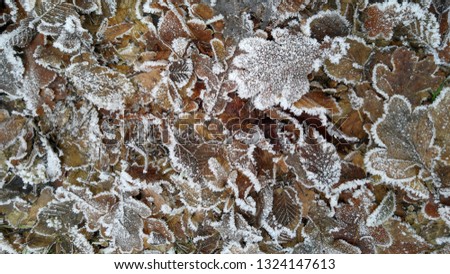 Frosted leaves background, wallpaper or screensaver for mobile, laptop or tablet.