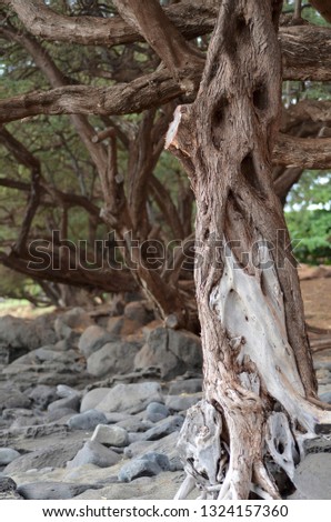 Hawaiian Weathered Tree