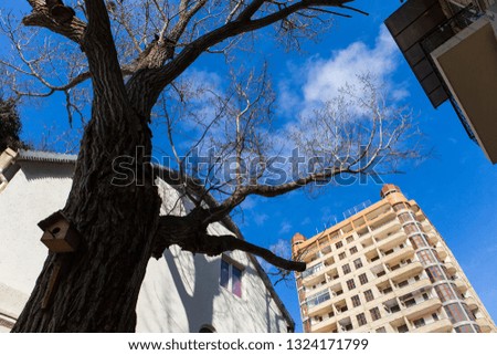 Tree with nesting box and buildings against the blue sky