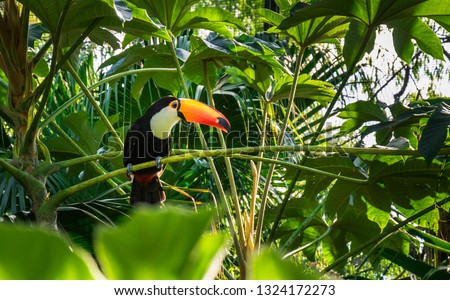 Close-up of the toco toucan. Misiones, Argentina. 