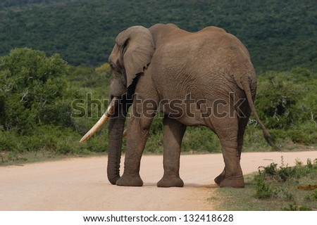Photos of Africa, Elephant