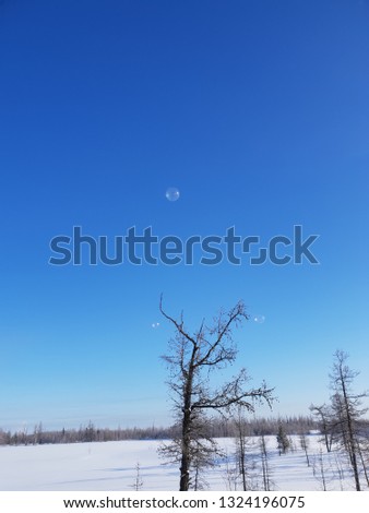 Soap bubbles in the polar tundra in winter against the blue sky