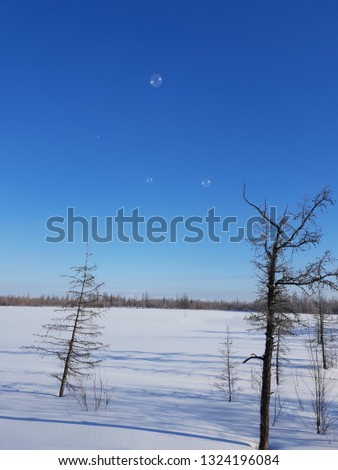 Soap bubbles in the polar tundra in winter against the blue sky